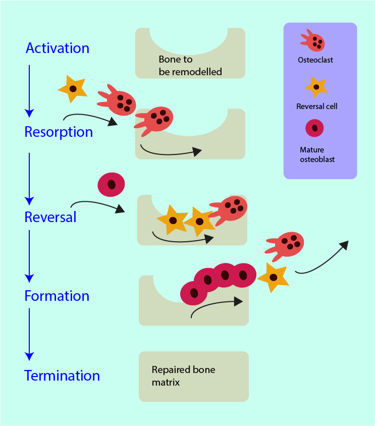 skin necrosis recovery