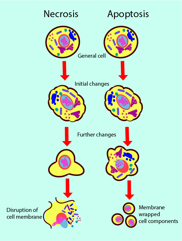 Stages Of Necrosis Skin
