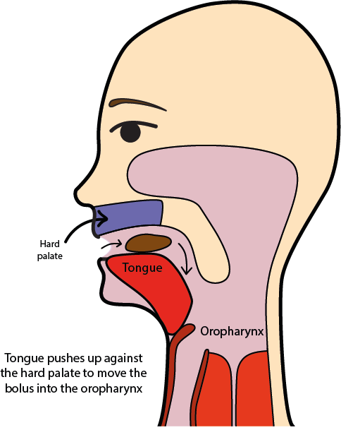 Bolus Definition Anatomy