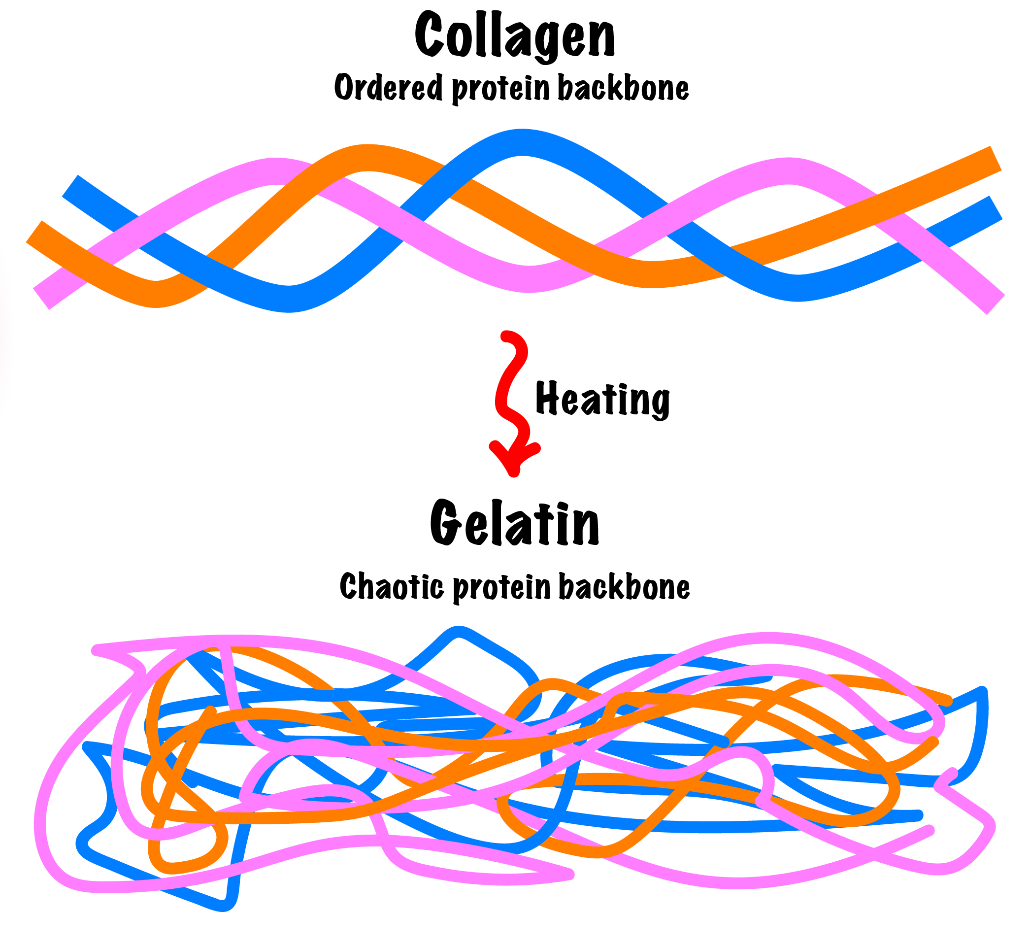 gelatin-structure