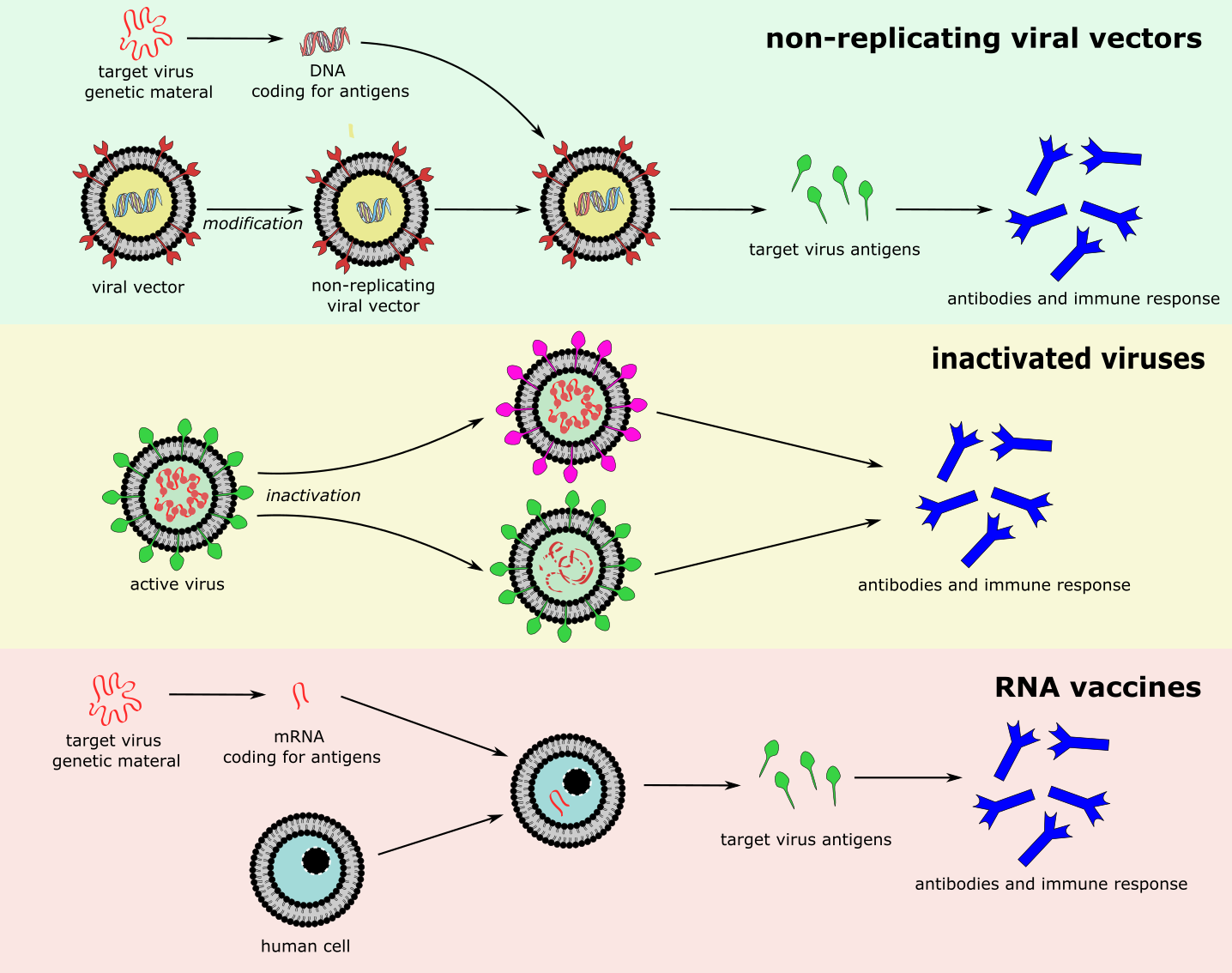Top: non-replicating viral vectors; middle: inactivated viruses; bottom: RN...