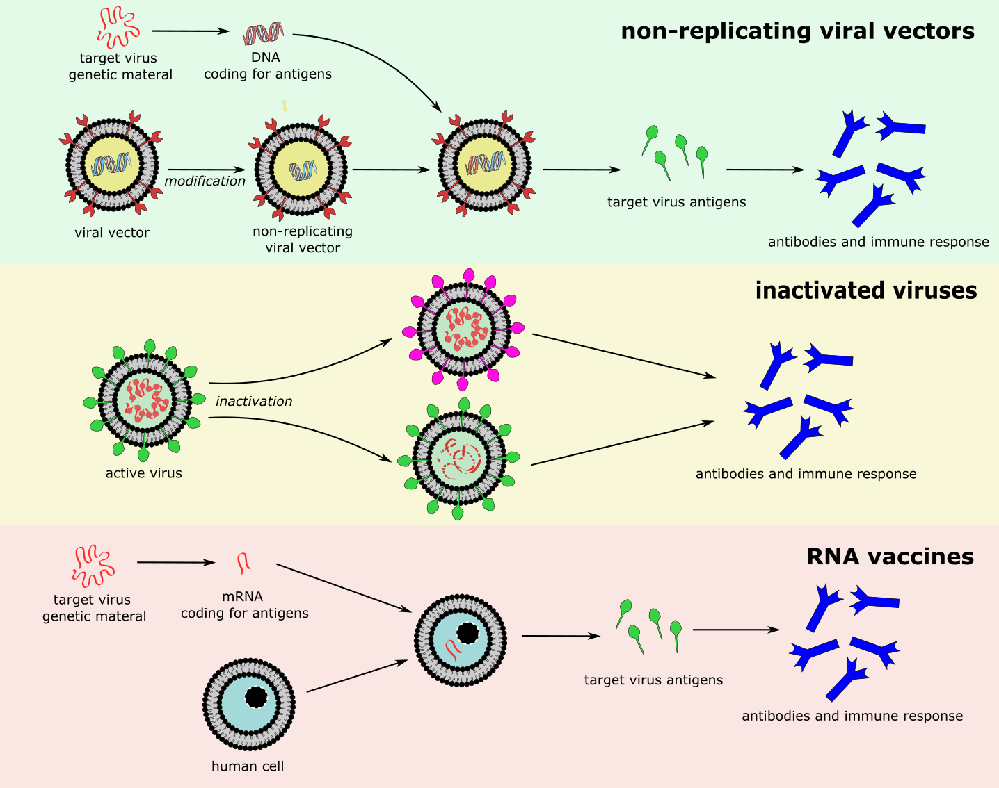 Infection