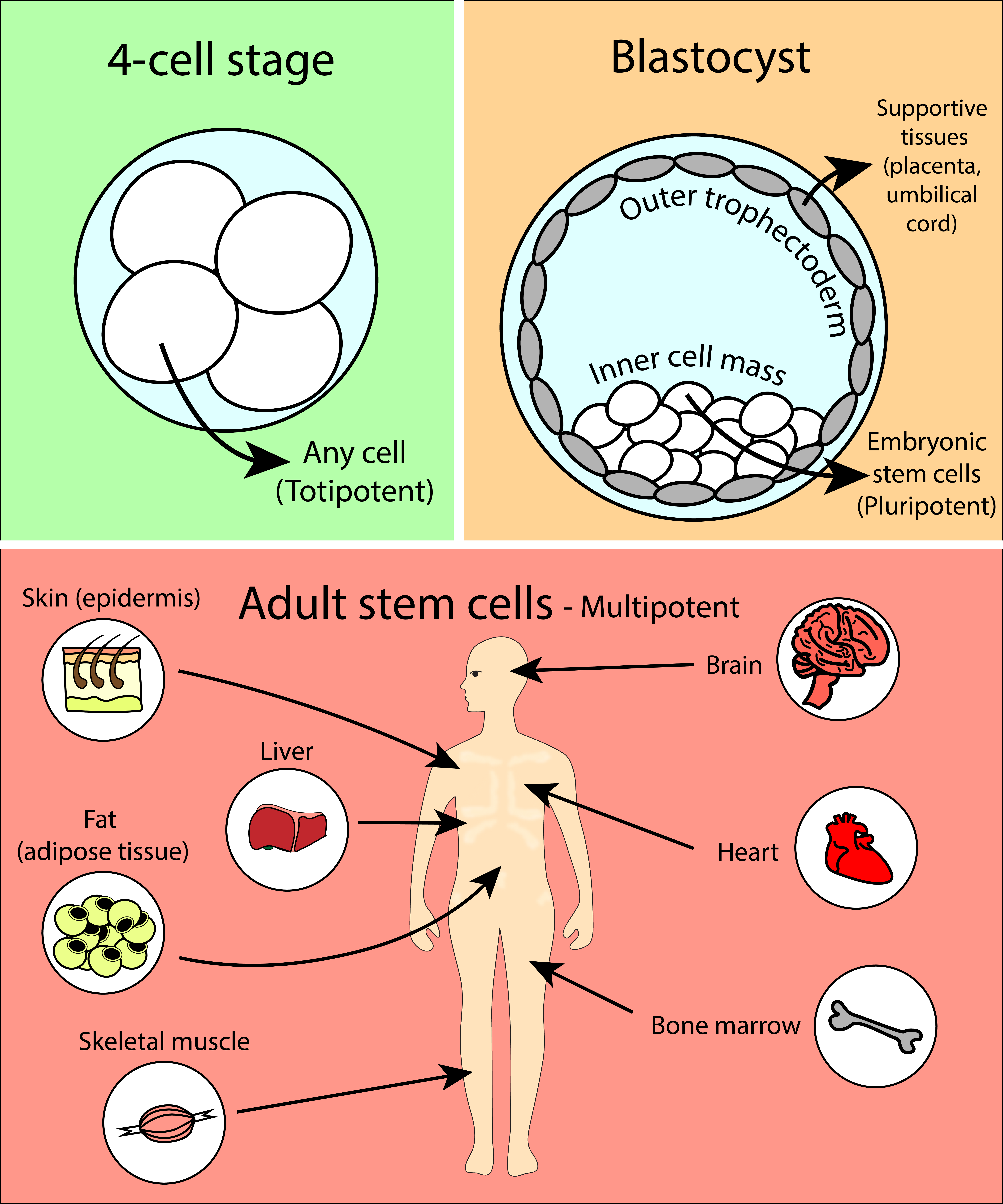 adult pluripotent stem cells